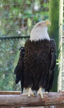 Majestic eagle Stock Photos