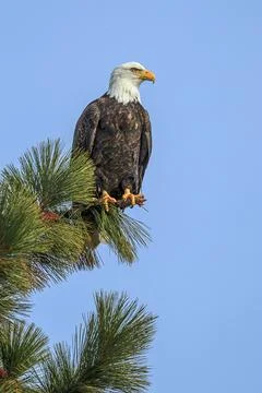 Majestic eagle on a pine tree branch. Stock Photos