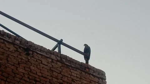 Majestic Eagle Sitting in Front of the Camera Stock Footage 346267526