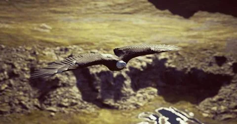 Majestic eagle soaring over rugged cliffs in bright daylight Stock Illustration