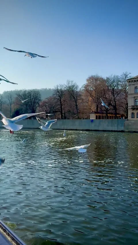 Majestic Eagle: Soaring Over a Serene Alpine Lake 스톡 동영상 343551916