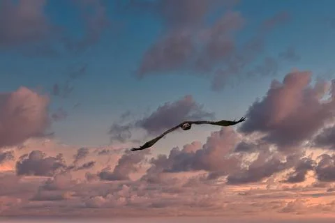 Majestic eagle soaring through a dramatic sunset sky with clouds Stock-Fotos