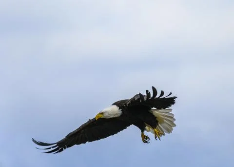 Majestic eagle soaring through the sky against a blue backdrop on a clear d.. Stock Photos