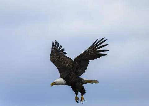 Majestic eagle soars gracefully over the blue sky during a calm afternoon Stock Photos