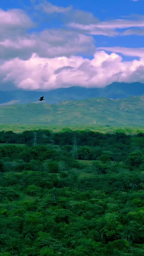 Majestic eagle soars over panama's lush Forest and Blue mountains Stock Footage 320496249
