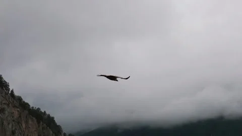 A majestic eagle soars over rocky cliffs under a cloudy sky in a breathtaking Stock Footage 289634812
