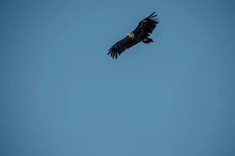 A majestic eagle soars through a clear blue sky. Its wings are fully extended Stock Photos