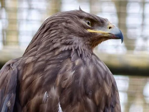 Majestic Eagle Stare. Sharp Focus On Regal Eagle Showcasing Its Piercing Ga.. Stock Photos