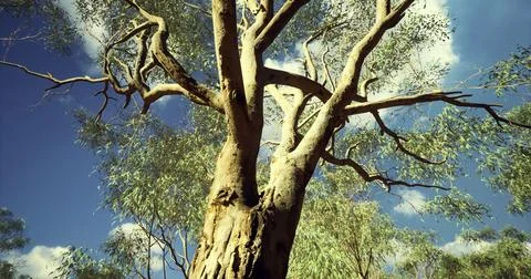 Majestic eucalyptus tree reaching towards the sky in a sunny setting Stock Illustration