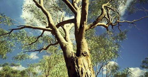 Majestic eucalyptus tree reaching towards the clear blue sky in Australia Stock Illustration