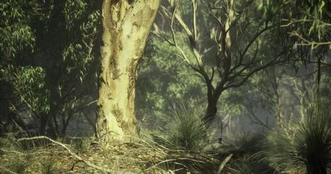 Majestic eucalyptus tree surrounded by lush vegetation in a serene forest Stock Illustration