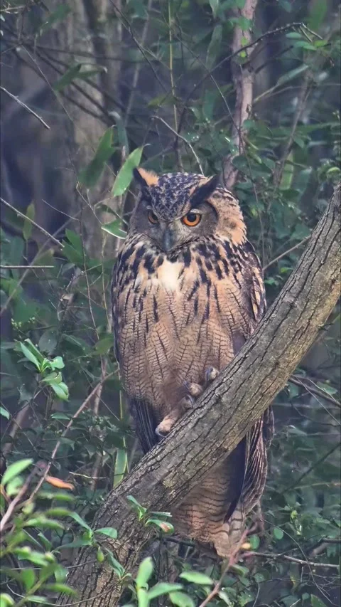 Majestic Eurasian Eagle Owl Perching on Tree Branch with Intense Orange Eyes Stock Footage 330693453