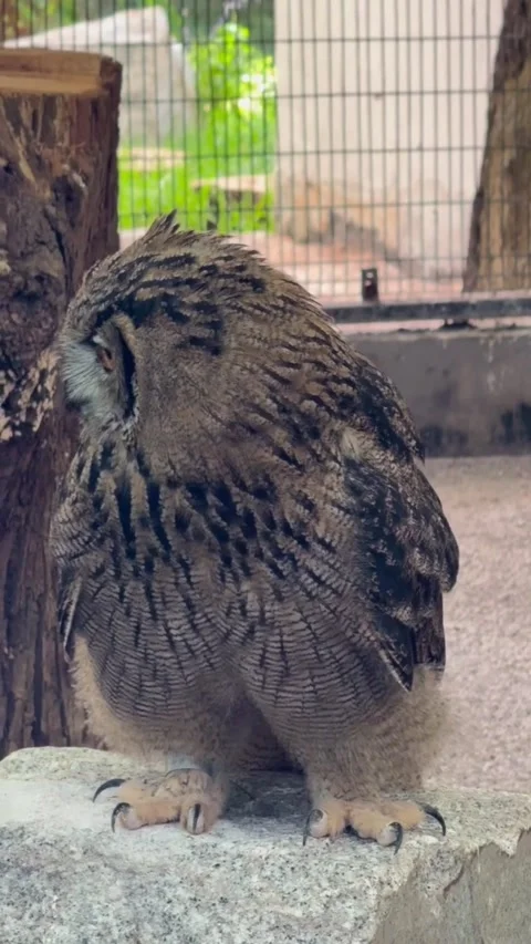 Majestic eurasian eagleowl perched on a rock in an enclosure 스톡 동영상 335049798