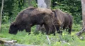 Majestic European Bisons eating grass on a forest grassland HD Footage