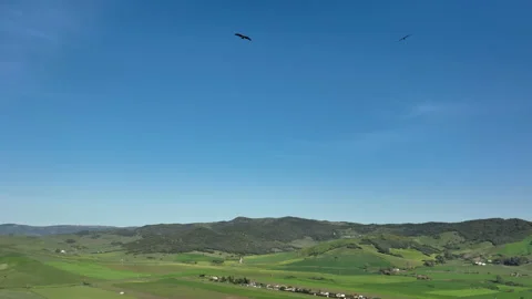 Majestic flight of booted eagle or Hieraaetus pennatus in slow-motion above Stock Footage 179456405