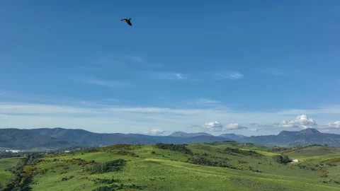 Majestic flight of booted eagle or Hieraaetus pennatus in slow-motion above Stock Footage 179465397