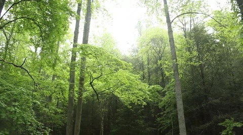 Majestic forest Stock Footage 956498