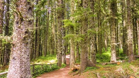 Majestic Forest Path on the Octopus Tree Trail in Coastal Oregon Stock Footage 326717153