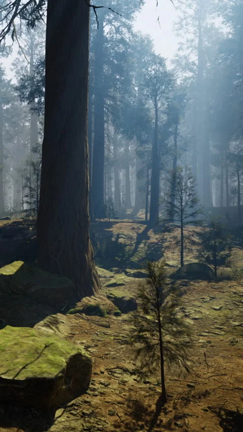 Majestic forests bathed in soft sunlight invite calm and reflection Stock Footage 331696127
