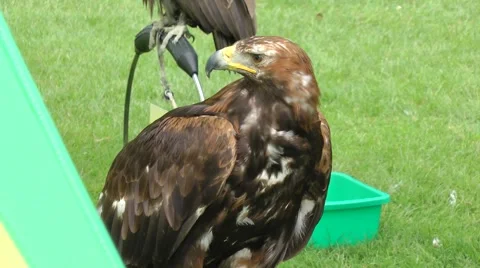 Majestic Golden eagle 動画素材 42497839