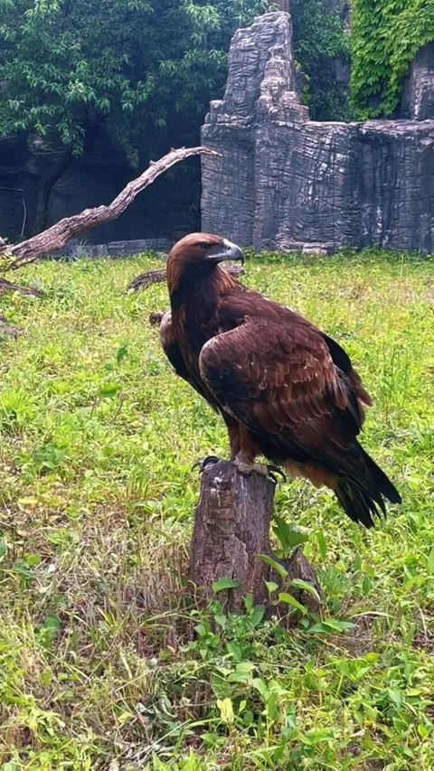 Majestic golden eagle perched on a tree stump in a natural habitat Vídeos de archivo 334824395