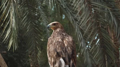 A majestic golden eagle raptor with sharp brown feathers  Stock Footage 329141733