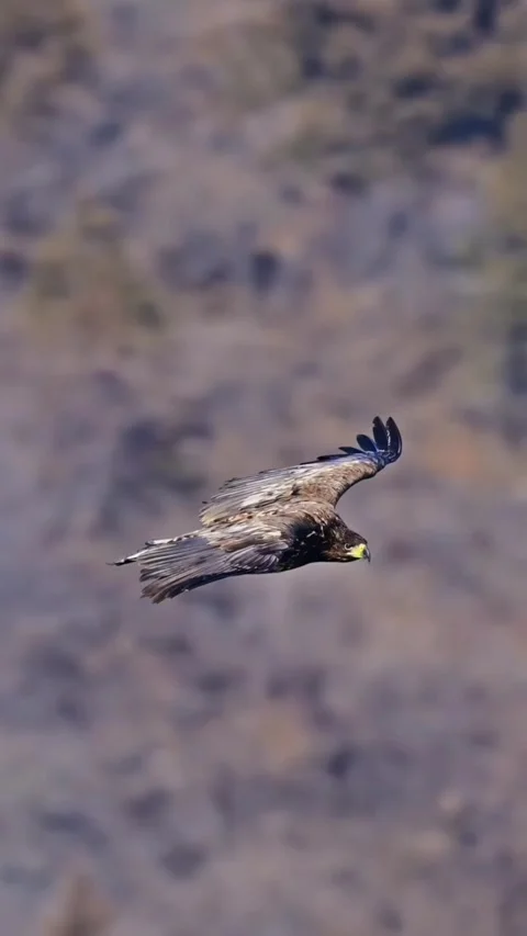 Majestic golden eagle soaring in flight against a blurred natural background Stock Footage 336033347