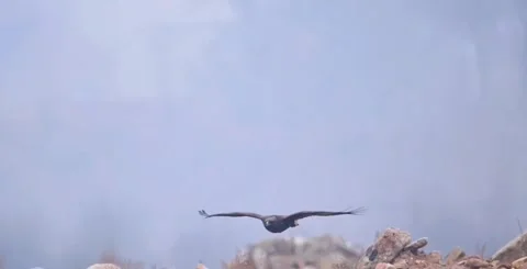 A majestic golden eagle soaring through the sky above a rocky mountain landscape Stockbeeldmateriaal 334269133