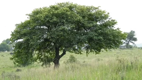 Majestic Green Tree Standing Alone In A Grassy Field Stock Footage 343239720