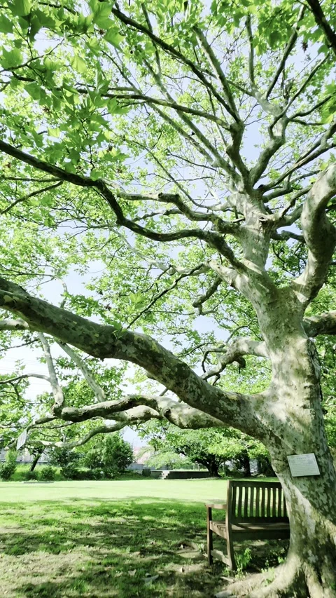 Majestic green tree viewed from below at Ofuna Flower Center, Japan Video stock 340435330