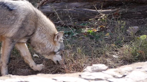 Majestic grey wolf sniffs the forest floor, searching for food. Curiosity and Stock Footage 291732687