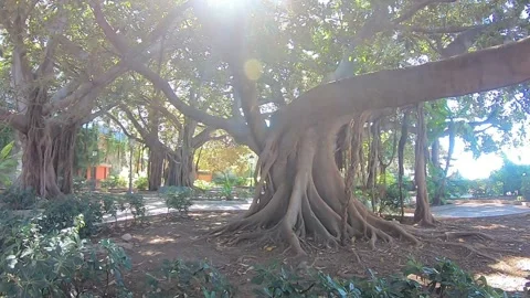 Majestic group of old trees with sun flare Stock Footage 145321696