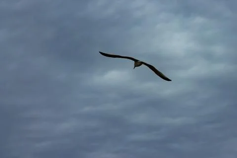 Majestic gull in flight against dramatic storm clouds 写真素材