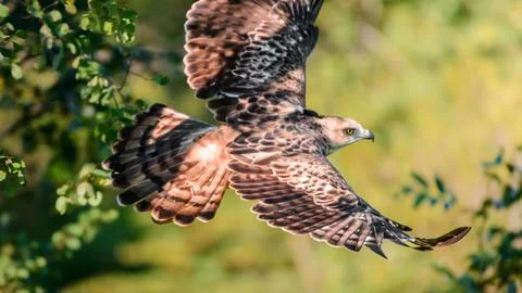 Majestic Hawk-eagle bird in flight close-up photo. Stock Photos