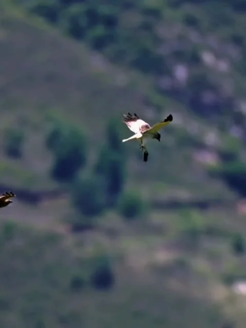 A majestic hawk in flight over a blurred natural mountain landscape Stock Footage 336033485