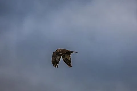 Majestic hawk soaring through the cloudy sky with wings spread wide Stock Photos
