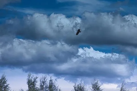 Majestic hawk soars through dramatic stormy clouds above treetops Fotos Stock