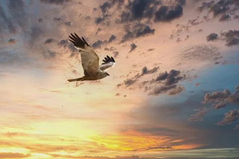 Majestic hawk soars through a dramatic sunset sky with vibrant clouds Stock Photos