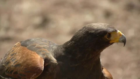 Majestic Hawk in Various Distinct Angles Stockbeeldmateriaal 332126662