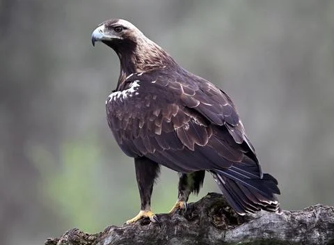 A majestic imperial eagle in spain Stock Photos