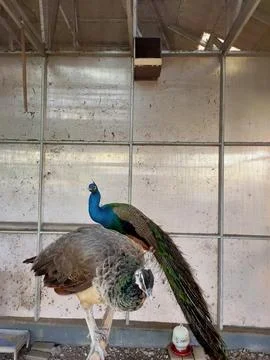 Majestic Java Peafowl Pair Stock Photos