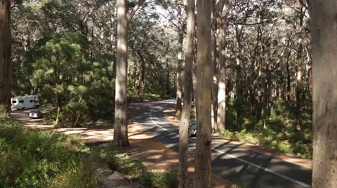 Majestic Karri tree forest in South West Australia Stock Footage 59773020
