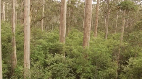 Majestic Karri tree forest in South West Australia Stock Footage 59776530