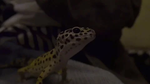 Majestic Leopard Gecko Stock Footage 146103533