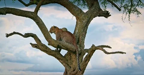 A majestic leopard perched on a sturdy tree branch against a cloudy sky in the Vidéo 334268744
