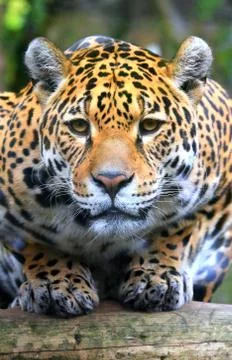 Majestic Leopard Stock Photos
