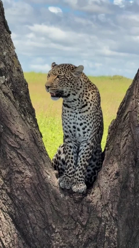 Majestic leopard resting in a tree in the african savanna Vídeos de archivo 334635170