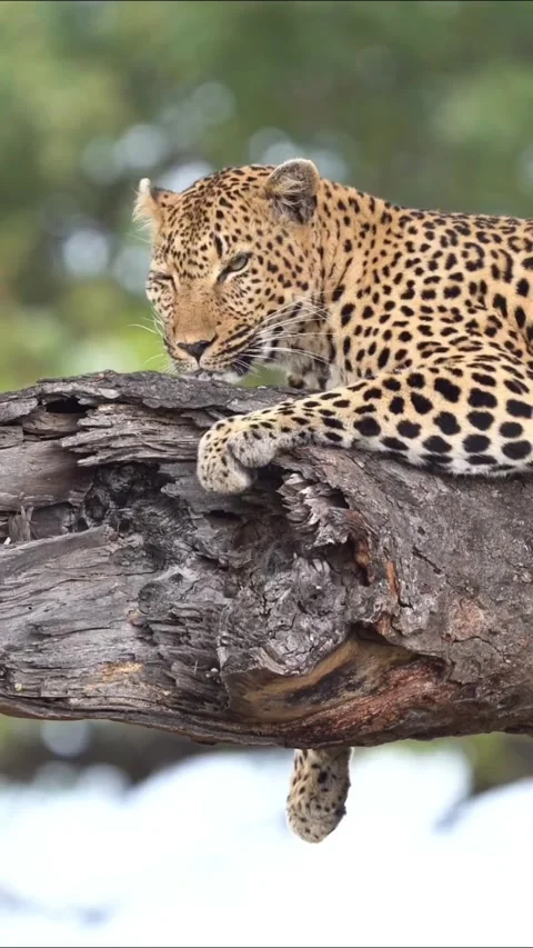 Majestic leopard resting on a tree branch in the african savannah Stock Footage 335248102