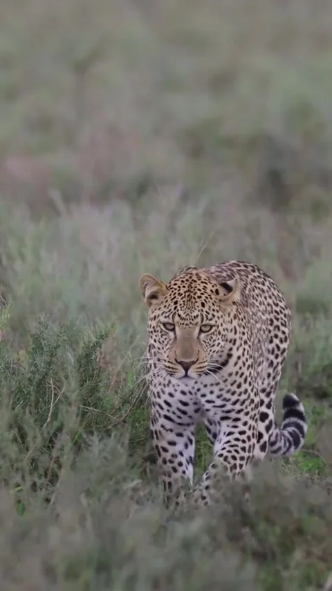 A majestic leopard walking through the tall grass in the african savanna Видео 335248265