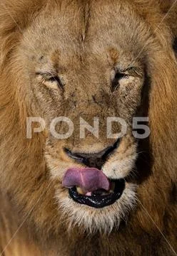 Majestic male lions of the African wilderness Stock Photos